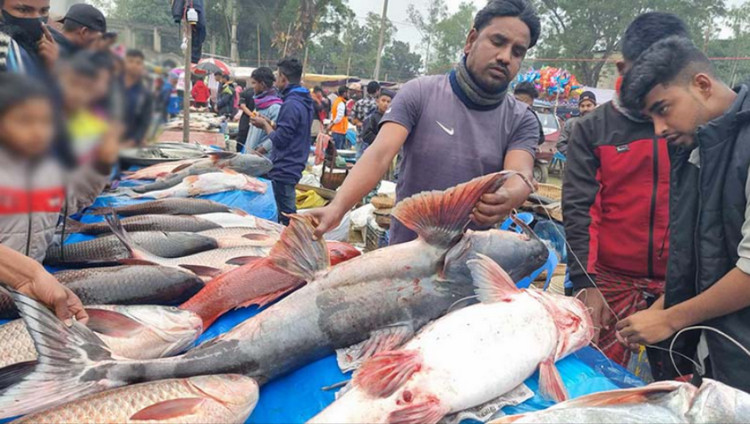 এবার ঐতিহ্যবাহী মাছের মেলায় ৭৫ কেজির বাঘাইড় মাছ, দাম লাখ টাকা