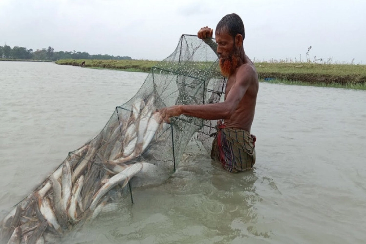 এক জালে মিলল ৯২ মণ ইলিশ, ২০ লাখে বিক্রি