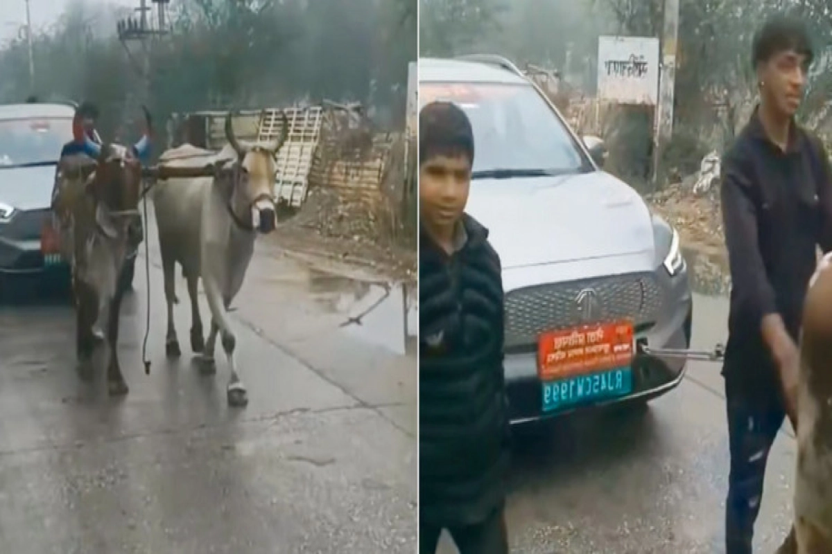 মাঝ রাস্তায় ব্যাটারি শেষ, গরু দিয়ে টানা হলো নেতার গাড়ি